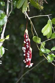 Image result for Capparis fascicularis