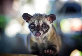 Maybe you would like to learn more about one of these? Biologi Luwak Dan Perilaku Luwak Jogloabang