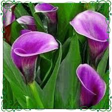 Bunga yang laku tersebut mempunyai usia sekitar 8 tahun. Benih Biji Bibit Bunga Kalla Lili Purple Calla Lily Tanaman Hias Calla Lily Wisata Agrotani Bibit Unggul Lazada Indonesia