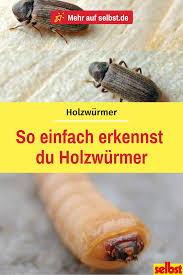 Holzwurm Selbst De Holzwurm Holzwurmer Bekampfen Holz