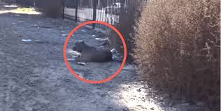Hulk the biggest pitbull in the world; Rescue Pitbull Hulk Los Angeles 1 Holidog Times En