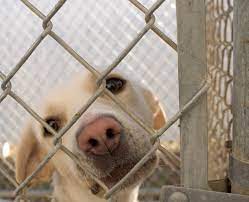 Bring members of your household to your visit, because adopting a pet is a family decision. Pet Adoption Wikipedia