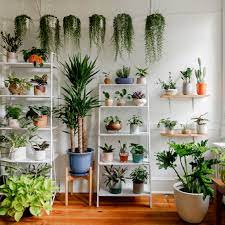 Apply organic pest control products. Keep Indoor Plants Alive With Tips From Botanic Designer Jarema Osofsky Architectural Digest