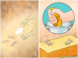 If there are low humidity conditions (common in winter), then increase humidity by placing a container of water with pebbles in it so they don't drown and can crawl out. How To Feed Crickets To Reptiles 13 Steps With Pictures