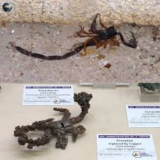 Deep inside an Arizona copper mine, miners uncovered something  extraordinary, a scorpion preserved not in stone, but in metal. Unlike  typical fossils, which form when organic material is replaced by silica or