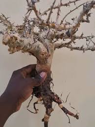 Image result for Commiphora kua