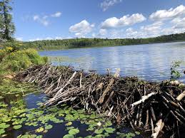 Beaver Dam