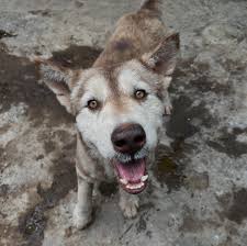 Hanoi Pet Adoption | Bé cún alaska ghẻ bị chủ bỏ rơi ở chợ Vĩnh Yên đã lột  xác thành công. Sẵn sàng tìm ba mẹ mới nhận nuôi! Nhóm giữ tên