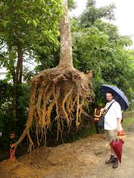 How Deep Do Tree Roots Really Grow Deeproot Blog