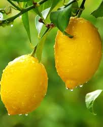 Image result for Citrus × limon