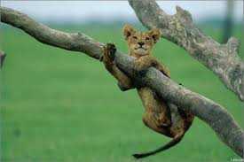 Just Hanging Animals Africa Animals Baby Animals