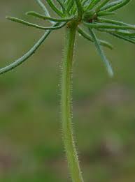 Image result for Spergula