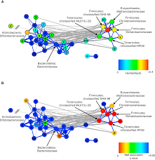 Image result for Bacteroidaceae