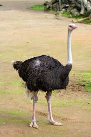 Bird That Looks Like An Ostrich 6 Of The World S Most Dangerous Birds In 2020 Animals Wild Ostriches Birds