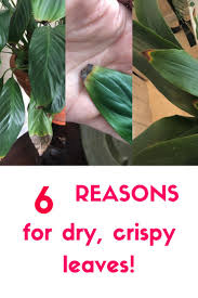 Are Your Plant Leaves Turning Brown And Crispy Plant Leaves Turning Plant Leaves House Plant Care