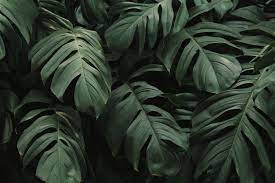 Download Tropical Green Leaves Background For Free Green Leaf Background Leaf Background Aesthetic Desktop Wallpaper