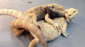 The central bearded dragon is the common name for pogona vitticeps, which lives in dry areas of australia the name bearded dragon refers to the fringes around and under the head. How To Successfully Breed Bearded Dragons Step By Step