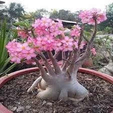 Image result for Adenium boehmianum