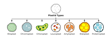 Chromoplasts: Characteristics, Types & Functions