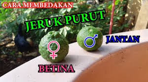 Gred a organik kompos untuk apa beza dari segi rasa antara limau mandarin yang murah, sederhana dan mahal ni? Cara Membedakan Jeruk Purut Jantan Dan Betina Youtube