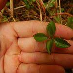 Image result for Heterotis decumbens