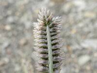 Image result for Tristachya