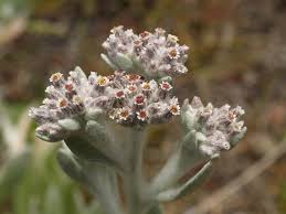 Image result for Vellereophyton dealbatum