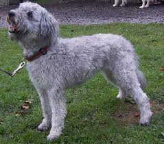 Slatewood mudi susan witte 120 pine tree lane mount bethel pa 18343 phone: Pumi Dog Wikipedia