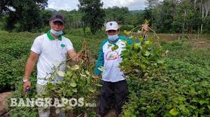 Check spelling or type a new query. Apa Itu Nilam Tanaman Bahan Baku Minyak Atsiri Untuk Kosmetik Harganya Lebih Mahal Daripada Timah Halaman 2 Bangka Pos