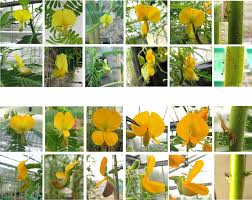 Image result for Aeschynomene schimperi