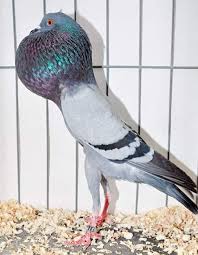 In Photos Pigeons Show Off Their Fancy Hairdos Pigeon Dove Pigeon Beautiful Birds