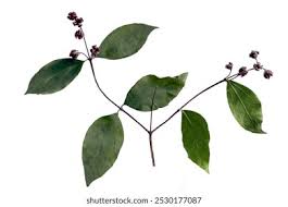 Image result for Fumariaceae