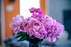 As we all known that flowers are the symbol of the love and friendship. 32 Free Stock Pictures Of Flowers Fancycrave