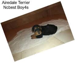 Feel free to browse hundreds of active classified puppy for sale listings, from dog breeders in pa and the surrounding areas. Airedale Terrier Puppies For Sale In North Carolina Agriseek Com
