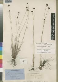 Image result for Bulbostylis scabricaulis