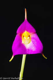 Image result for Vandellia subracemosa