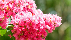 Maybe you would like to learn more about one of these? Crepe Myrtle Burke S Backyard