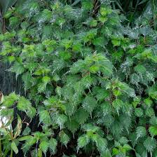 Image result for Tragia brevipes-benthamii-okanyu