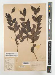 Image result for Carpolobia goetzei