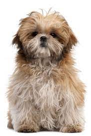 Shih Tzu Puppy Baby Shih Tzu Puppies Shih Tzu Puppy Shih Tzu Baby Shih Tzu