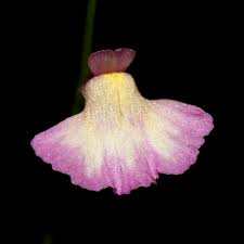 Image result for Utricularia tortilis