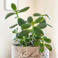 If you have a larger communal space, these are perfect. 10 Best Low Maintenance Indoor Plants My Tasteful Space