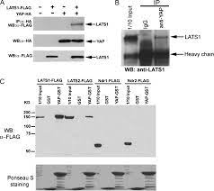 Join facebook to connect with amin yap and others you may know. Tumor Suppressor Lats1 Is A Negative Regulator Of Oncogene Yap Journal Of Biological Chemistry