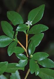 Image result for Psychotria djumaensis