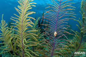 Image result for Elaphoglossum tanganjicense