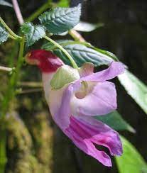 Parrot Flower Snopes Com Strange Flowers Unusual Flowers Amazing Flowers