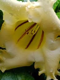Image result for Solandra maxima