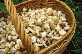 Maybe you would like to learn more about one of these? Varieta Di Funghi Ecco Le Piu Comuni E Come Cucinarle