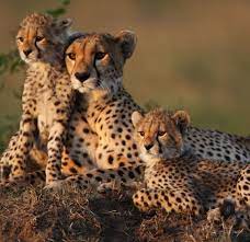 Cheetah Family Asiatic Cheetah Cute Animals Wild Cats