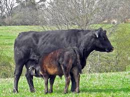 Image result for Tetany